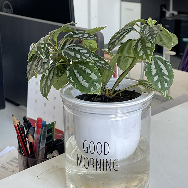 office plants with minimal care