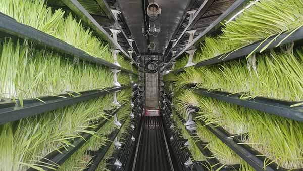The Most Widely Used Hydroponic Forage Growing Systems