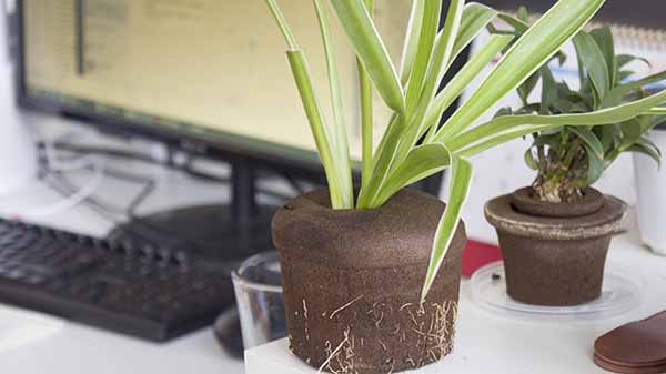 Soilless Cultivation of Flowers: What Is It?