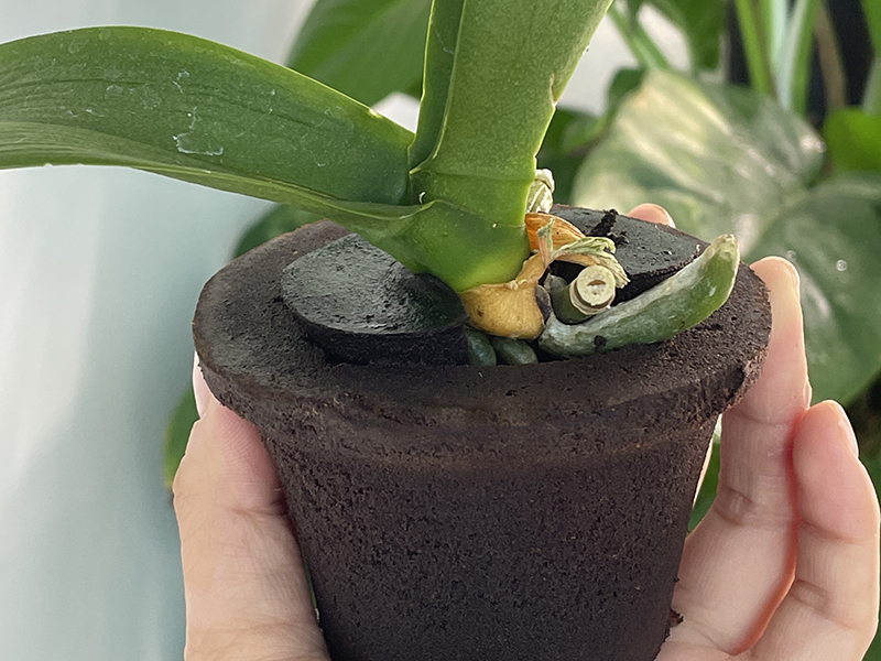 ​Phalaenopsis Orchid Root Pruning And Care Guide