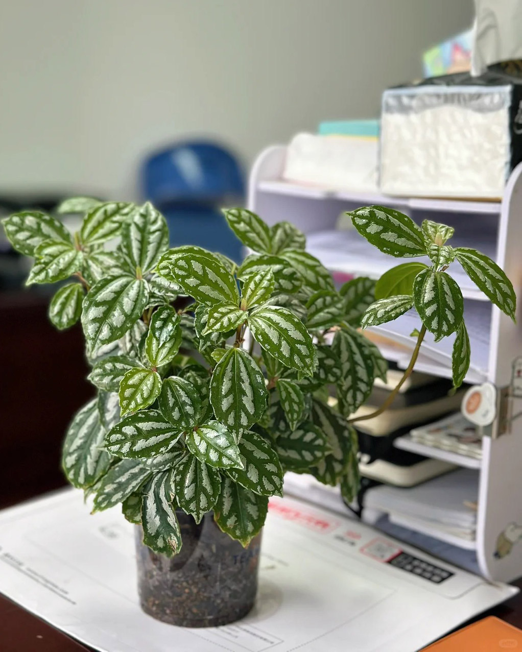 best indoor plants for air purification