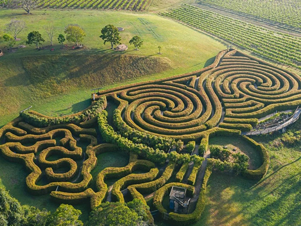 The Botanical Maze: A Green Enigma in π Soil