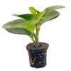 Coco Coir Peat Cocopeat Blocks Made From Pure Coconut Fibers for Superior Plant Health