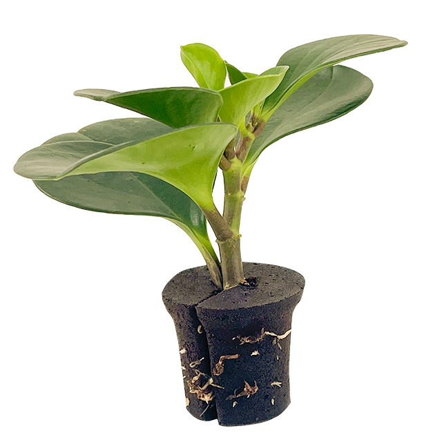 Coco Coir Peat Cocopeat Blocks Made From Pure Coconut Fibers for Superior Plant Health