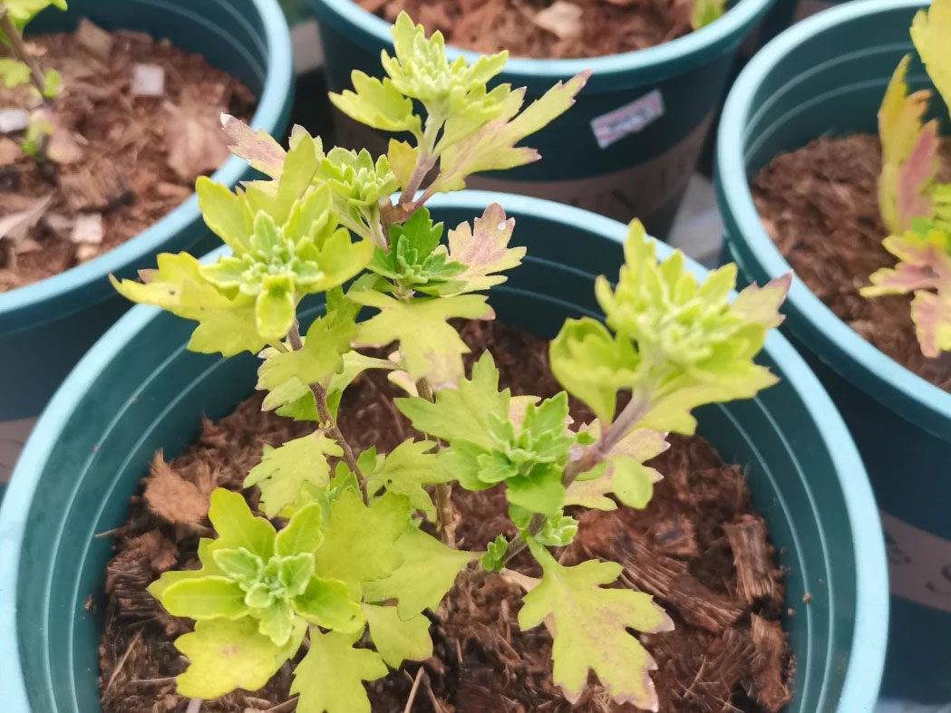 Guide To Planting And Caring for Chrysanthemum Seedlings (Part 1)