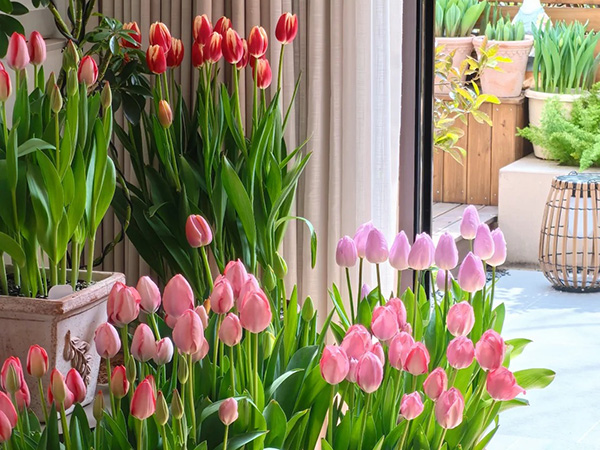 ​Tulip Planting And Care Guide: Timing, Methods, And Tips