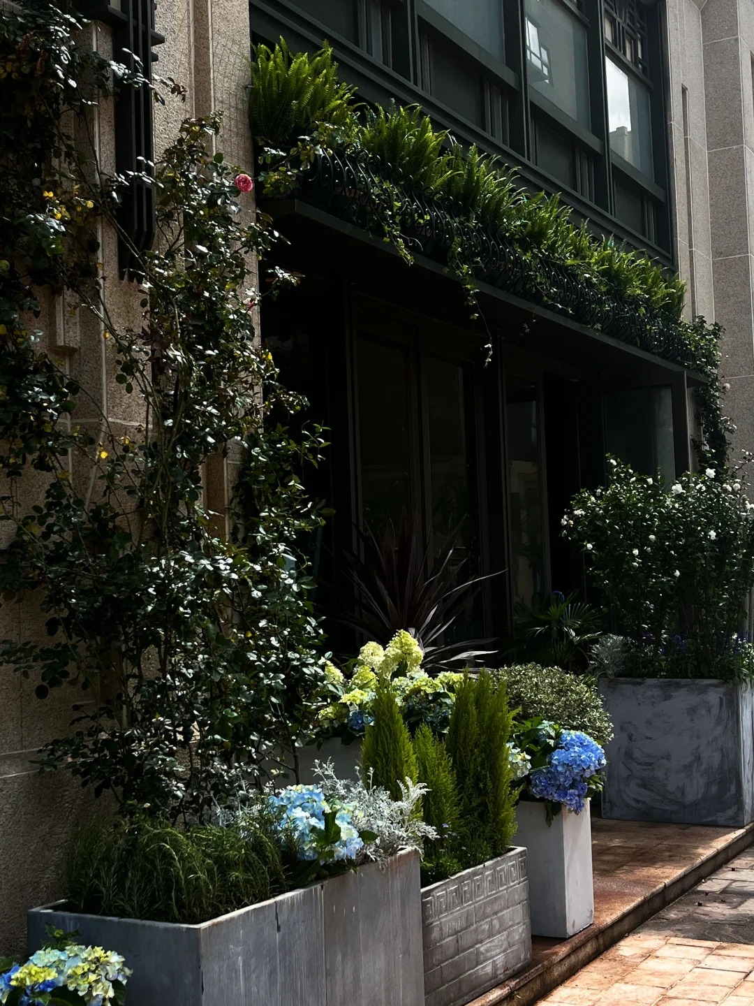 Urban Oasis: The Elegant Bloom of 'π Soil' in a Bar Garden