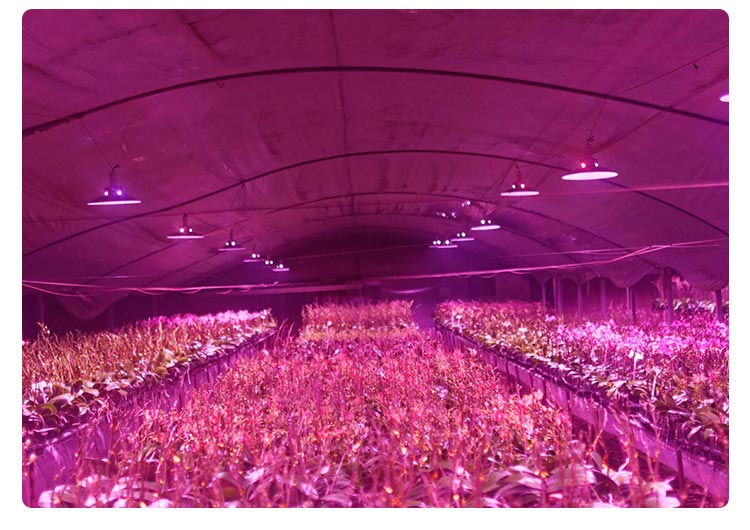 greenhouse plant light