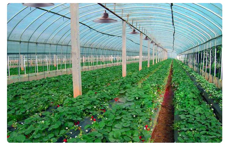 LED GROW LIGHT