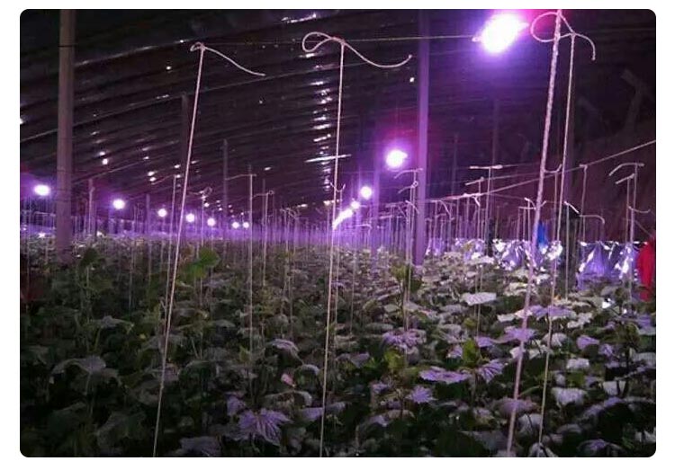 greenhouse plant light for grape