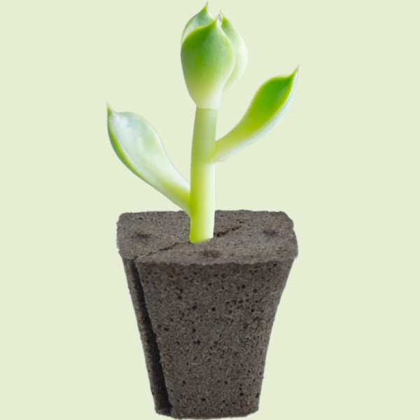 Planting Medium: An Emerging Material in The Landscape Greening Field