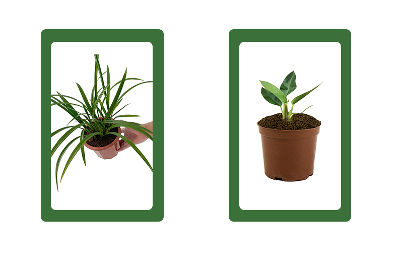 plant substrate
