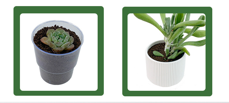 soilless cultivation
