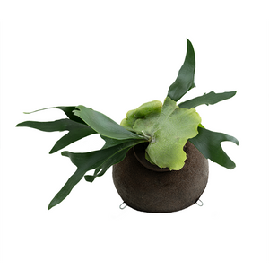 Staghorn Fern Mounting Ball: Planting Substrate with Coconut Coir And Pine Bark Scales