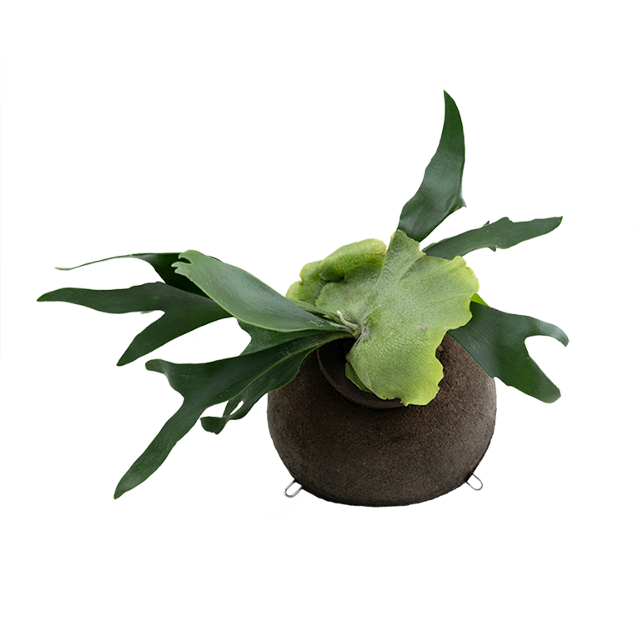 Staghorn Fern Mounting Ball: Planting Substrate with Coconut Coir And Pine Bark Scales