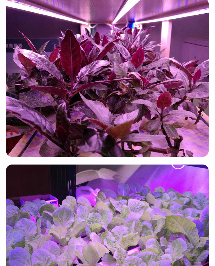 LED PLANT LIGHT