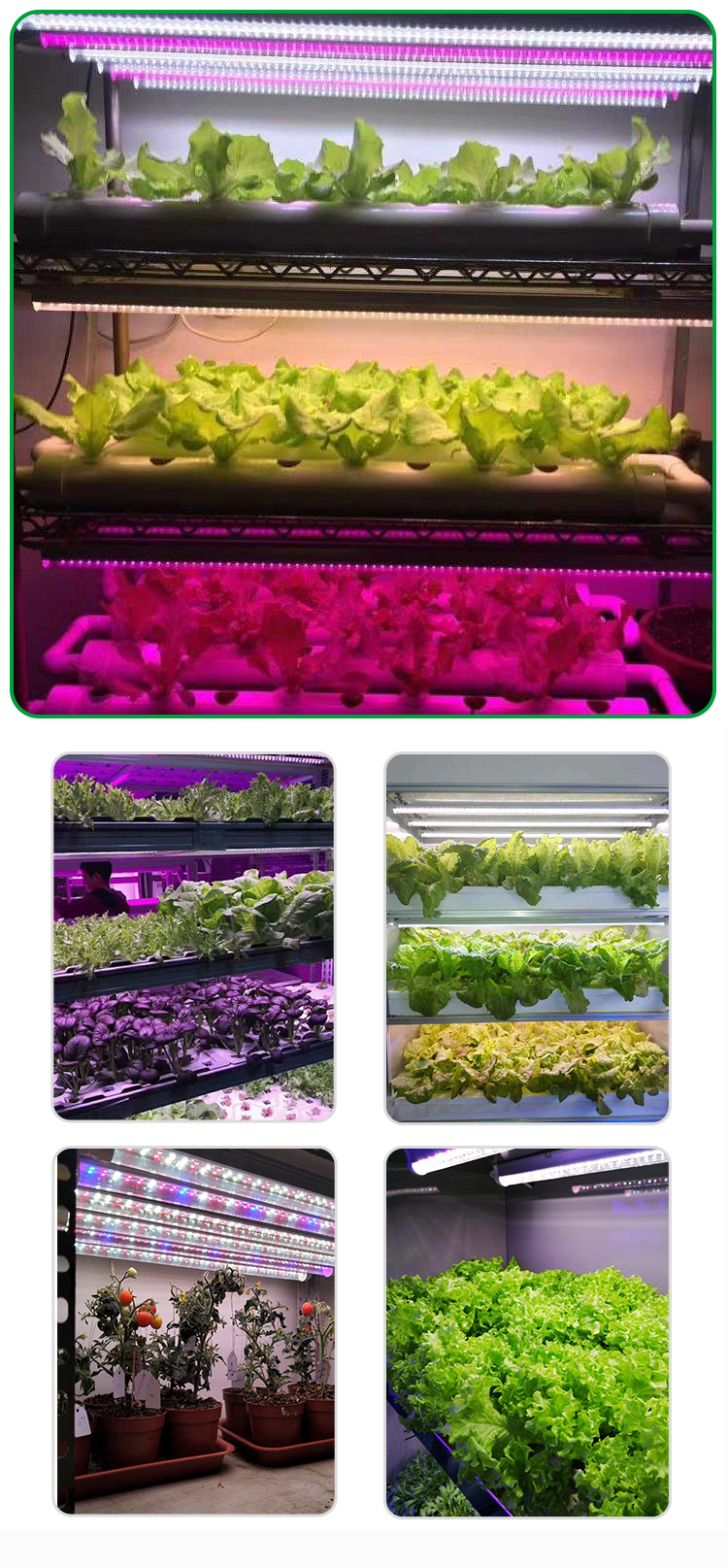 Plant Grow Lamp