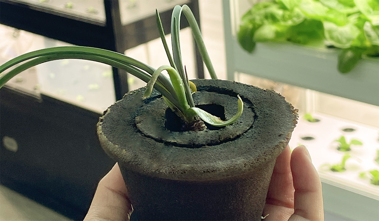 ​Lily Pot Care Tips: How To Make Your Lilies Bloom Year After Year!