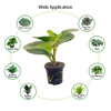 Coco Coir Peat Cocopeat Blocks Made From Pure Coconut Fibers for Superior Plant Health