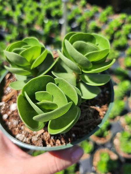 Horticubes 