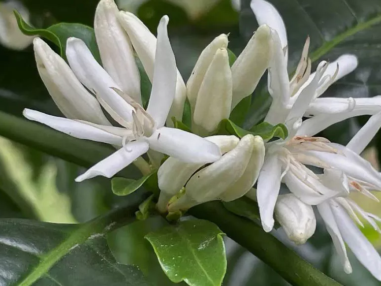 ​Arabica vs. Robusta: The Story of Two Coffee Species