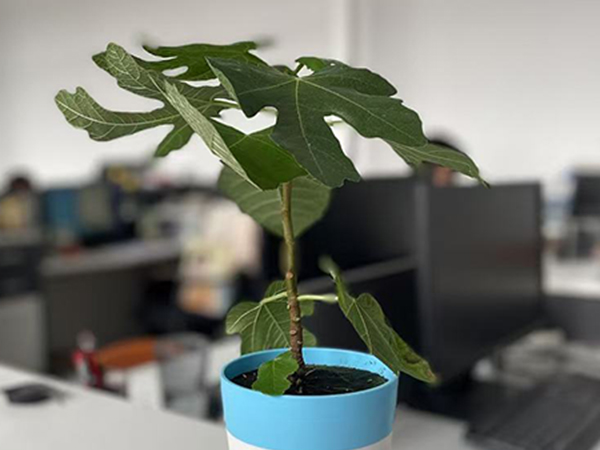 ​Fig Tree Propagation: My DIY Method with Propagation Plugs