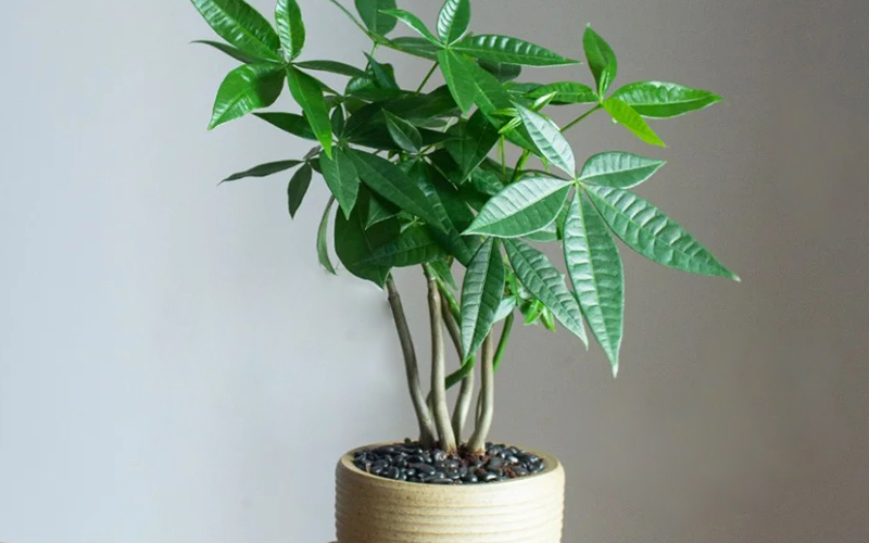 ​How To Properly Care for A Money Tree (Pachira Aquatica)
