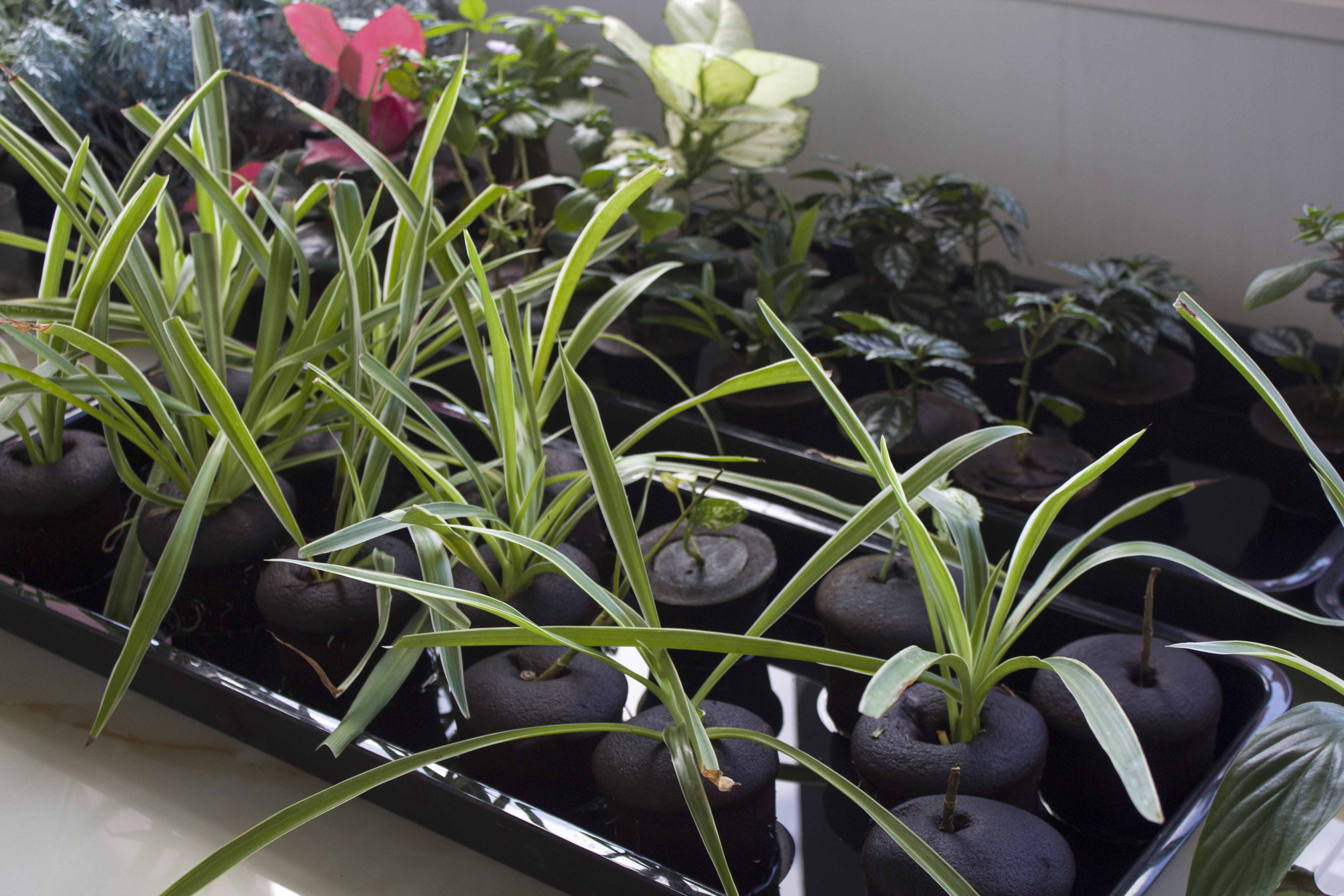 ​Urban Nursery Green Transformation: Innovative Use of Plant Substrate