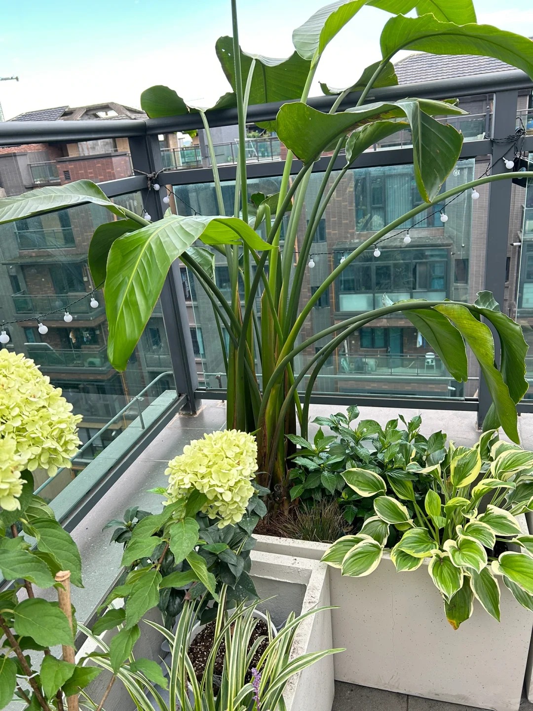 露台花箱种植，新手也可以！_2_阳光莫妮卡_来自小红书网页版(1)