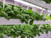 Auma Hydroponic Growing Cabinet for office