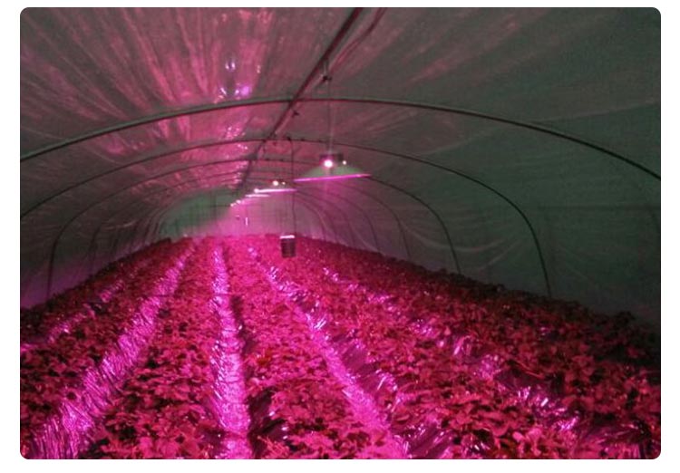 greenhouse plant light for grape
