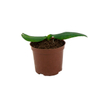 Π Soil Pro: Professional Plant Ideal Mix (Coconut Coir & Pine Bark Scales)