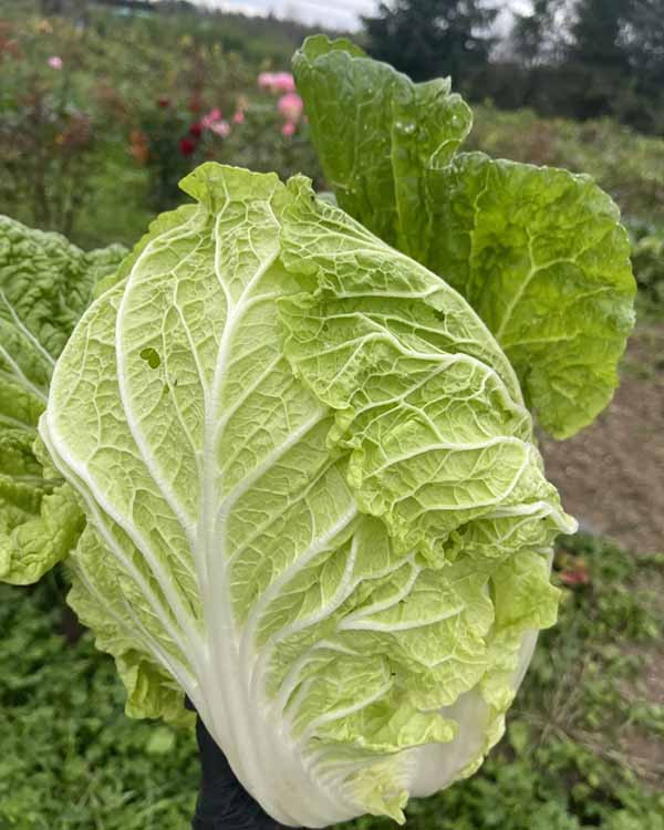 Organic Farming