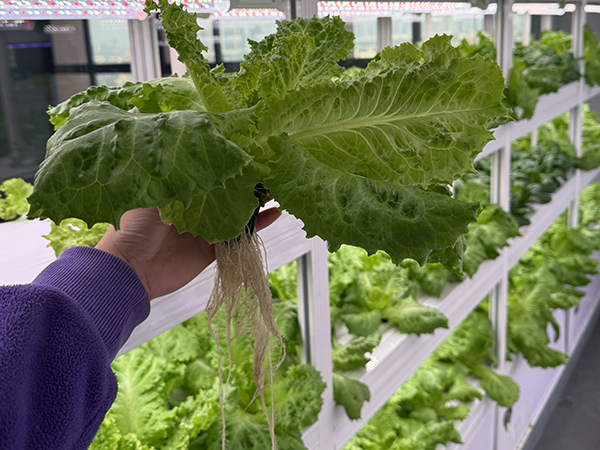 Organic Farming: Environmental Requirements and Standards