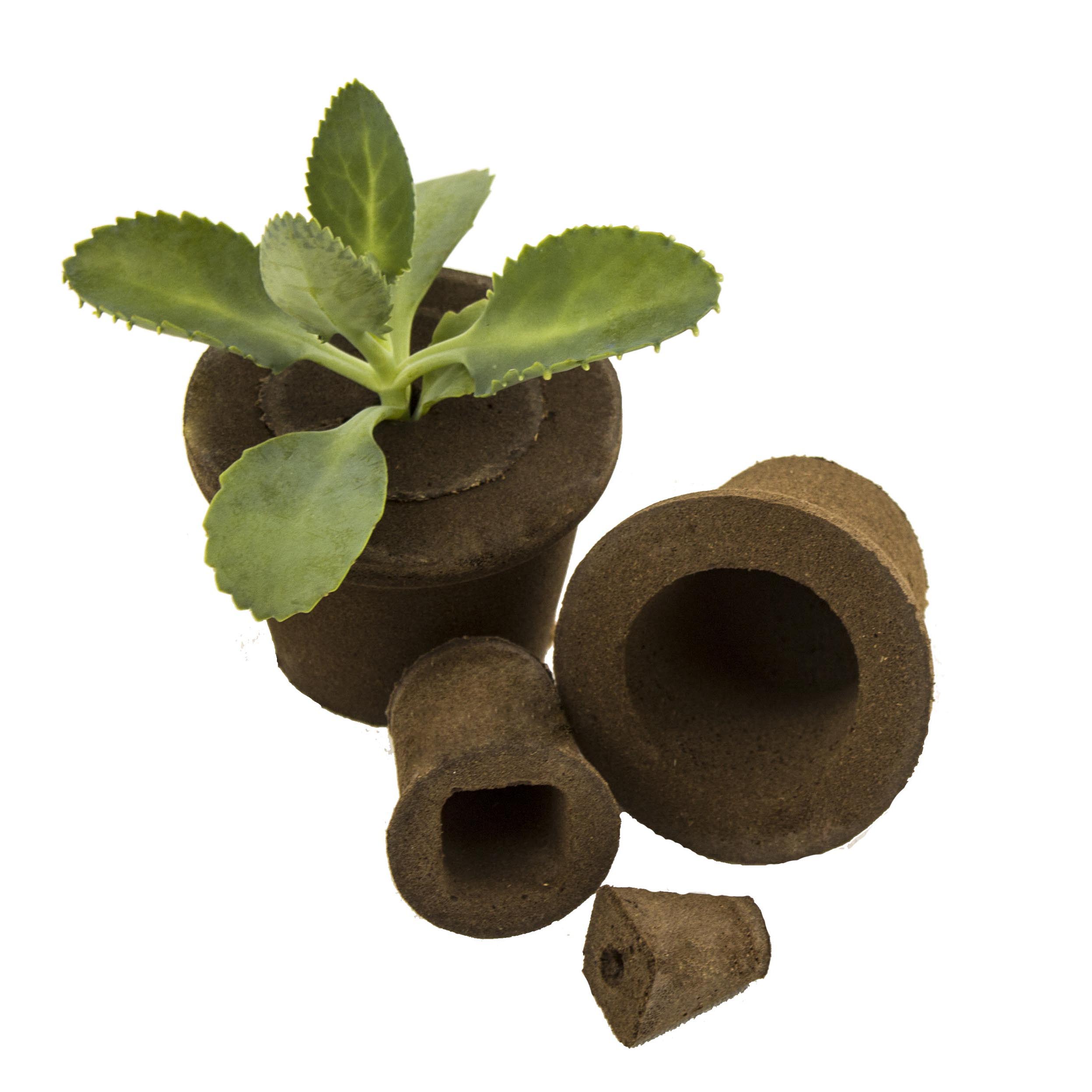 ​Cutting Propagation Essentials: From Season To Aftercare