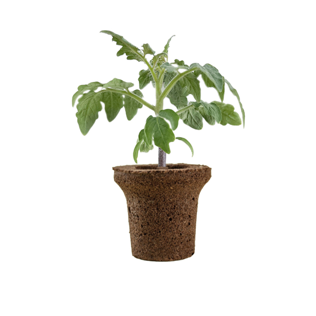 Root Grow Sponges Hydroponic Seedling Rapid Rooter Plugs, Root Riot Replacement Cubes for Seeds Or Cuttings