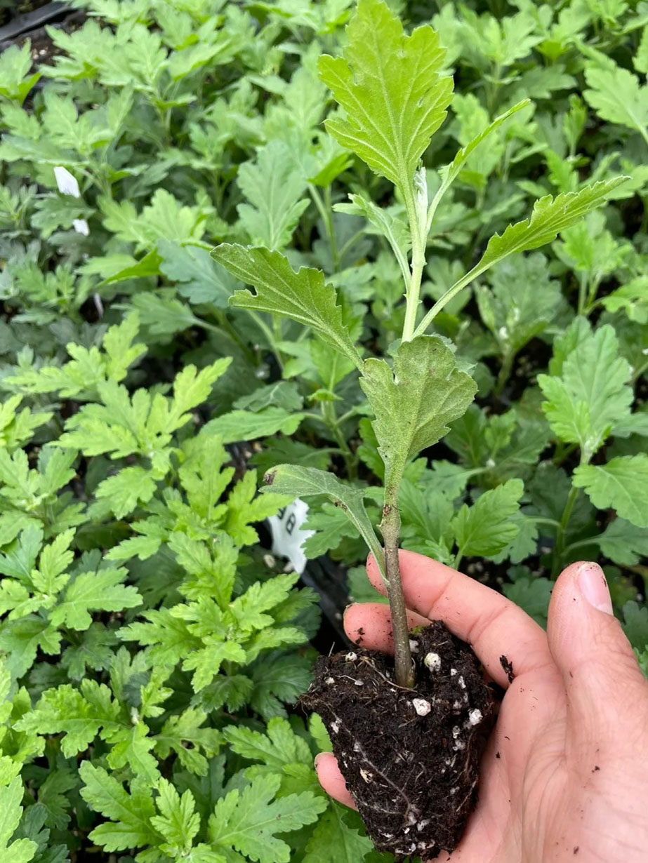 growing seeds on a sponge
