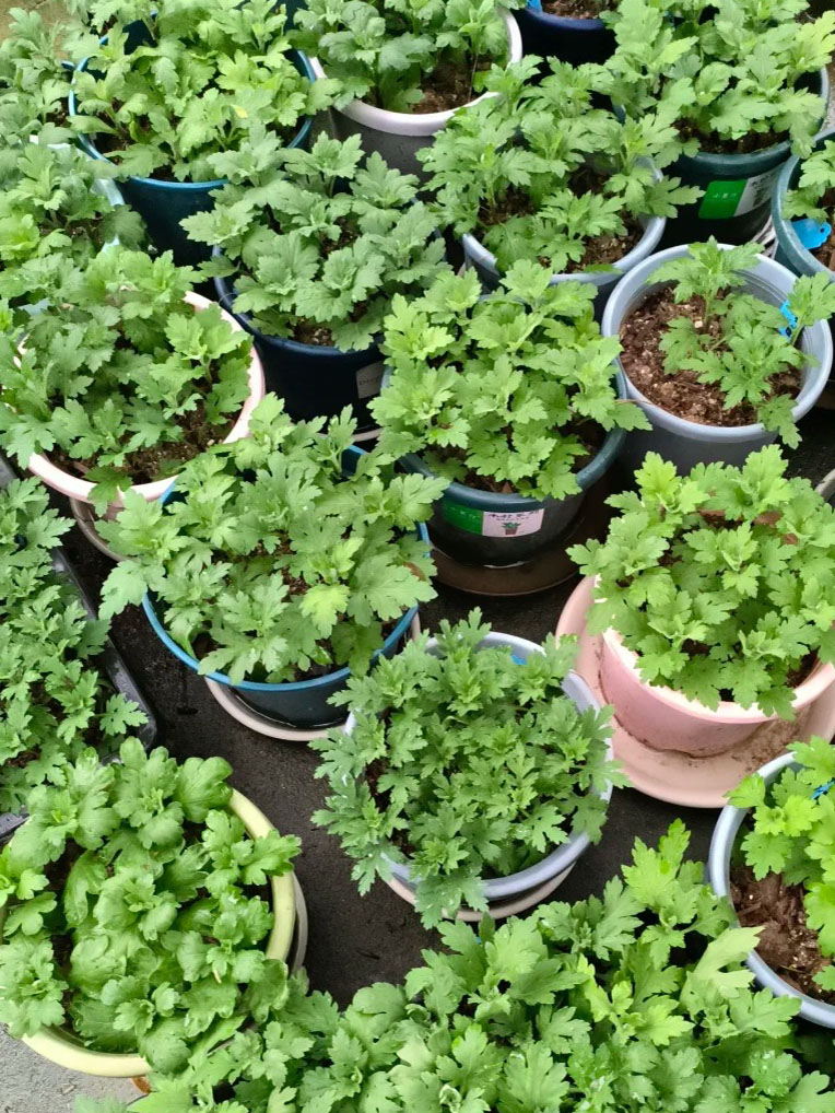 rooting medium