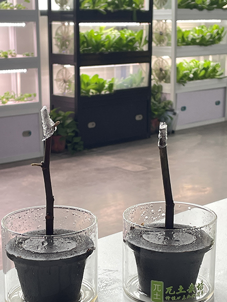 propagation plugs