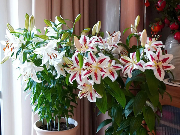 ​The Complete Guide To Growing Lilies: From Selection To Care