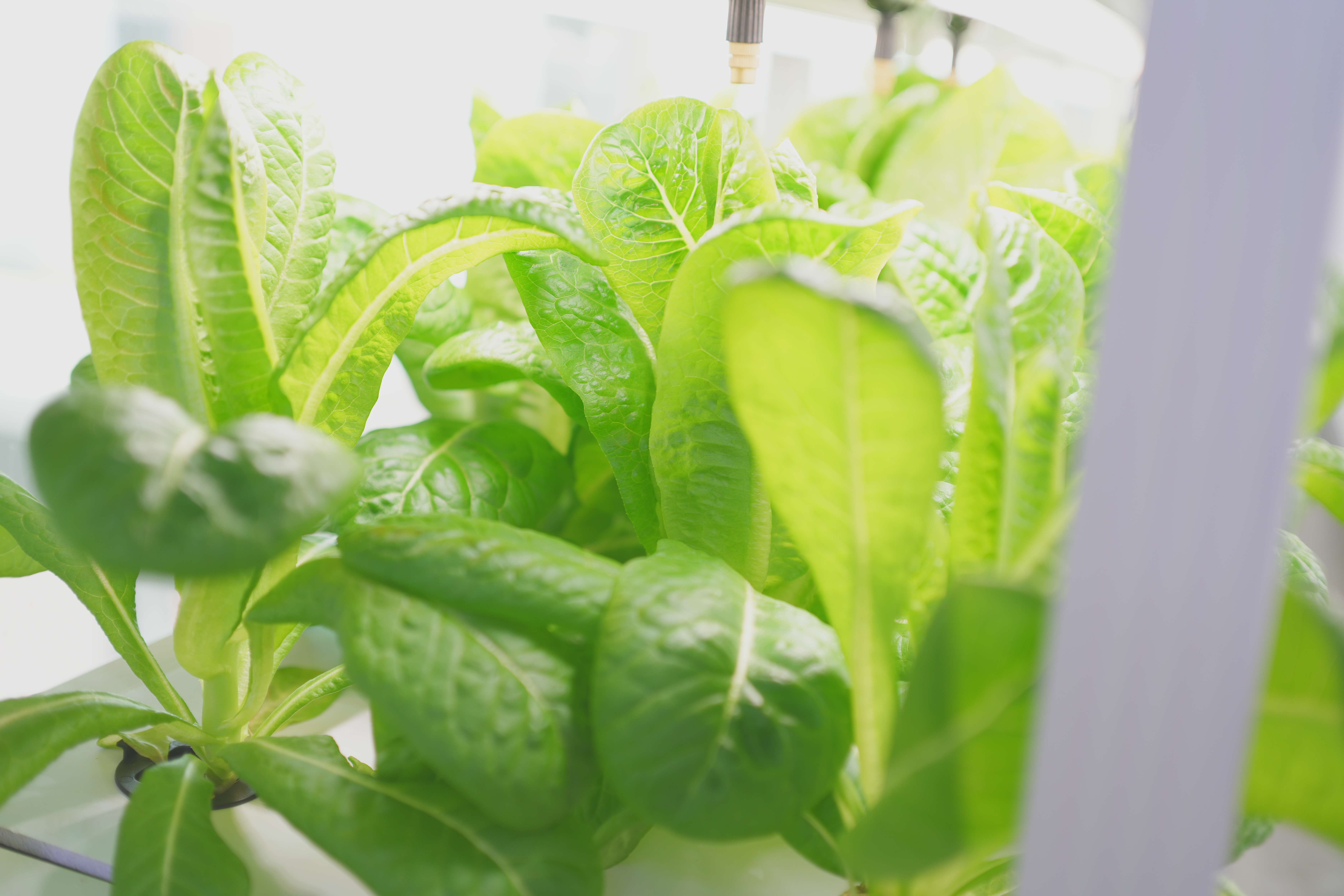 ​The New Revolution in Lettuce Cultivation: The Application And Advantages of π Soil Cultivation Technology