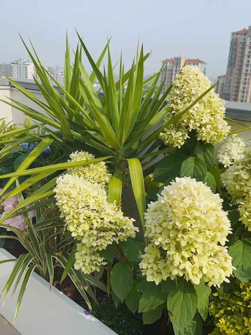 grow sponges for hydroponics