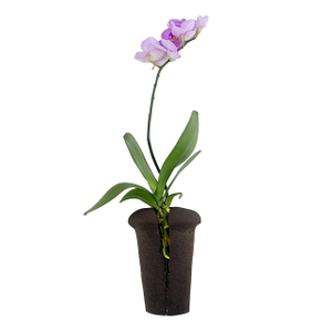 Special Soilless Hydroponic Planting Medium for Butterfly Orchid Nutrition Cutting Block Biochar Mud Cotton Seedling Peat