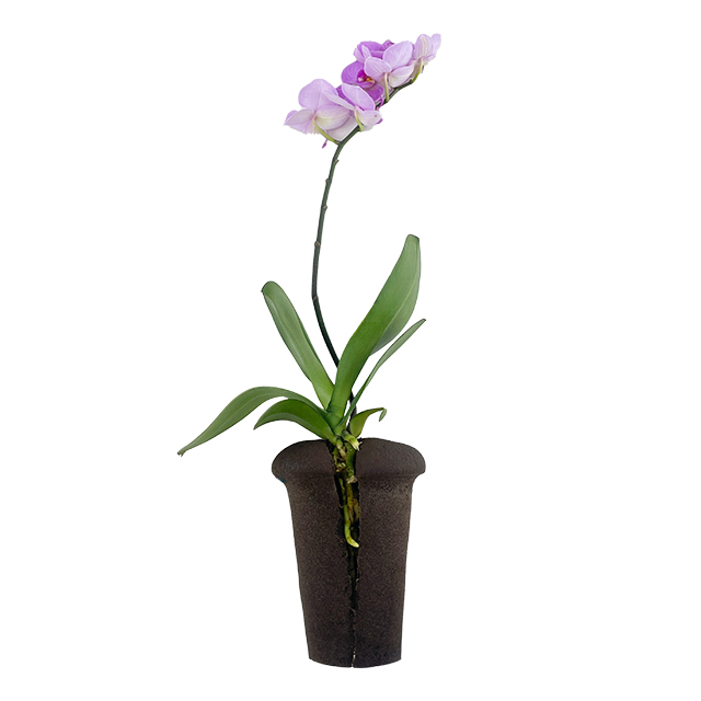 Special Soilless Hydroponic Planting Medium for Butterfly Orchid Nutrition Cutting Block Biochar Mud Cotton Seedling Peat