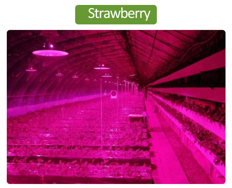 greenhouse plant light for strawberry