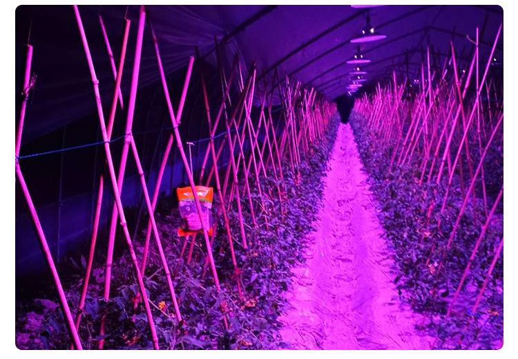 greenhouse plant light for tomato