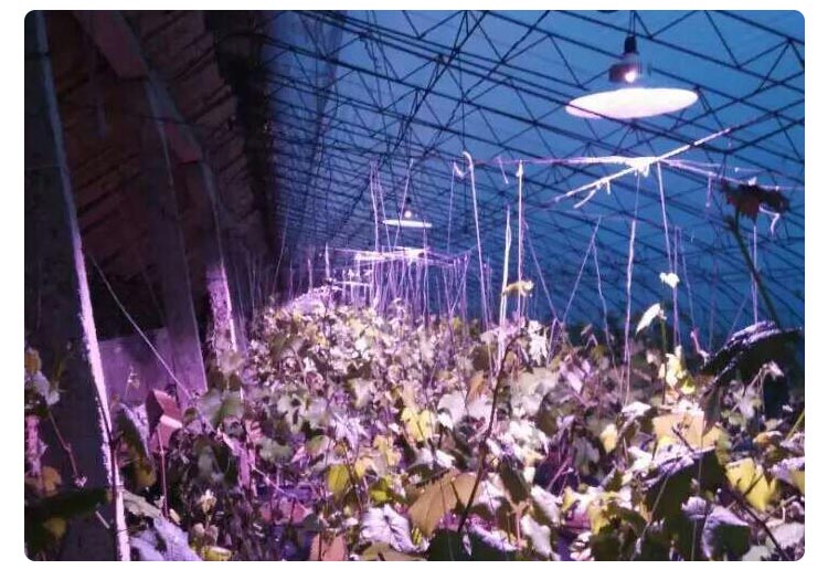 greenhouse plant light for grape
