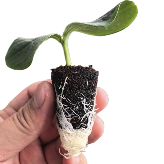 growing soil