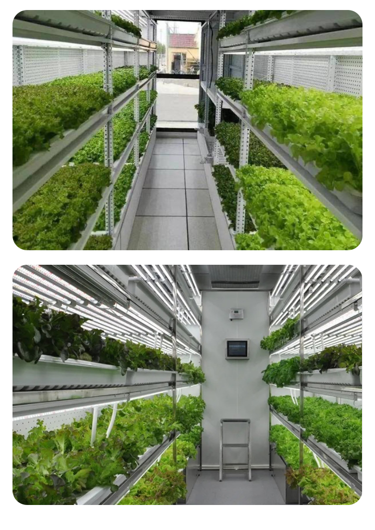 hydroponic container
