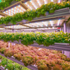 T8 Full Spectrum LED Grow Light for All Plants - Optimal for Greenhouses And Indoor Gardens